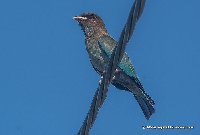 Juvenile Dollarbird