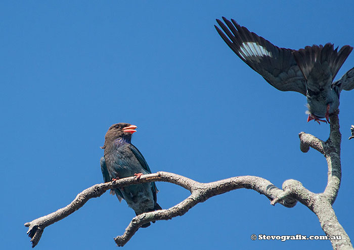 Dollarbirds