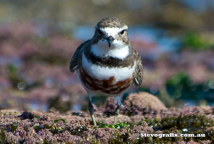 Double-banded Plover in breeding colours