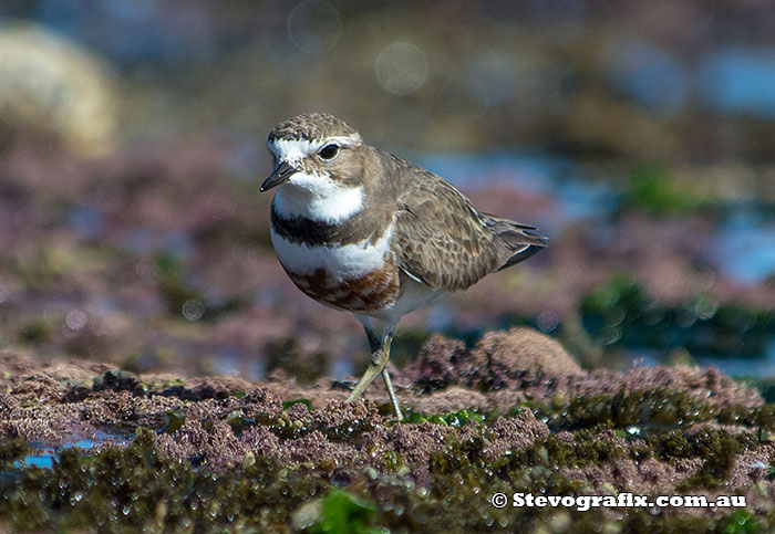 Double-banded Plover in breeding colours