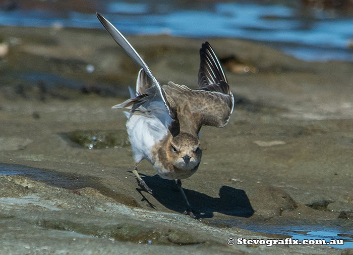 Double-banded Plover