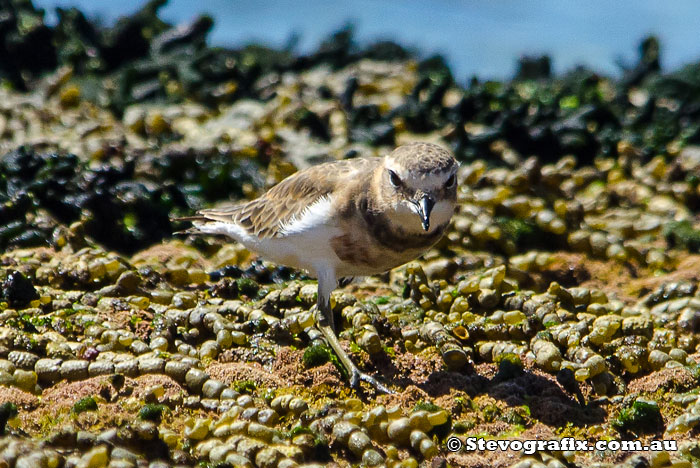 Double-banded Plover