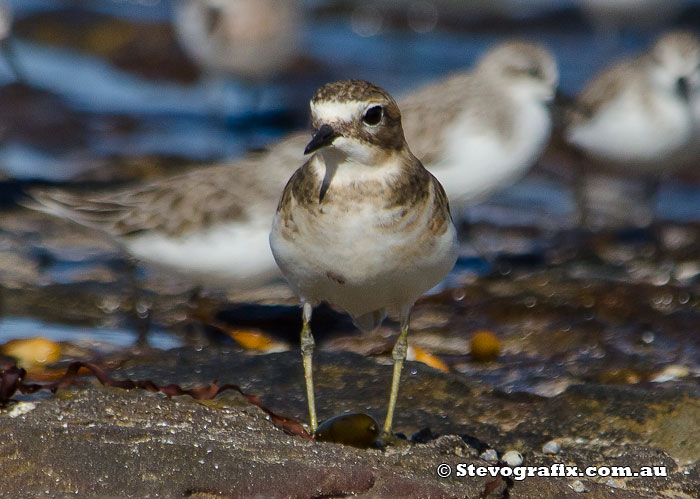 Double-banded Plover