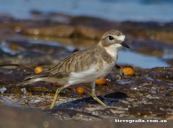 Double-banded Plover