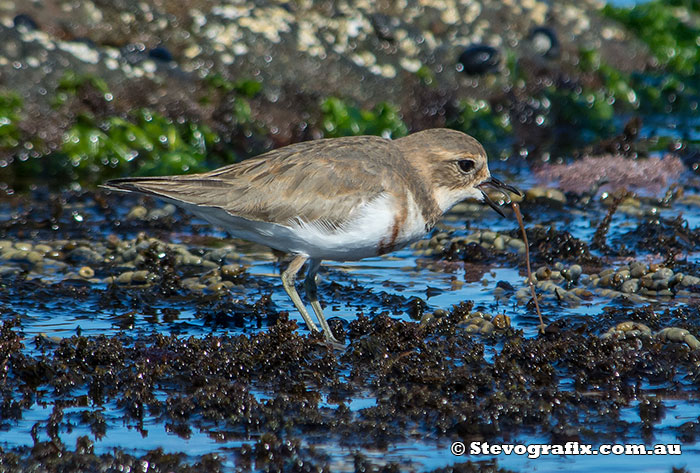 Double-banded Plover