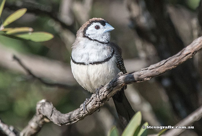 Double-barred Finch