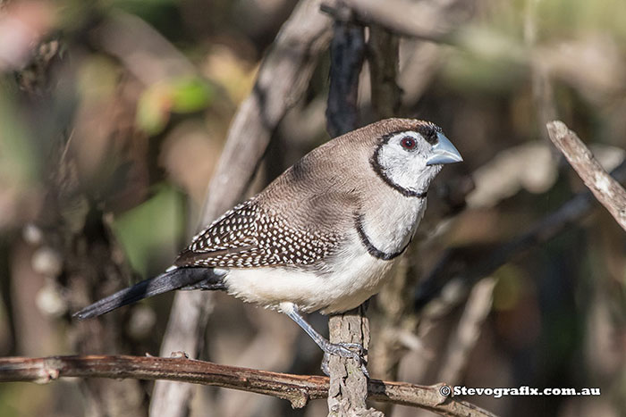 Double-barred Finch