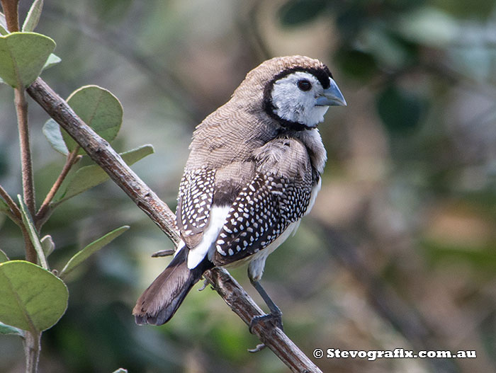 Double-barred Finch