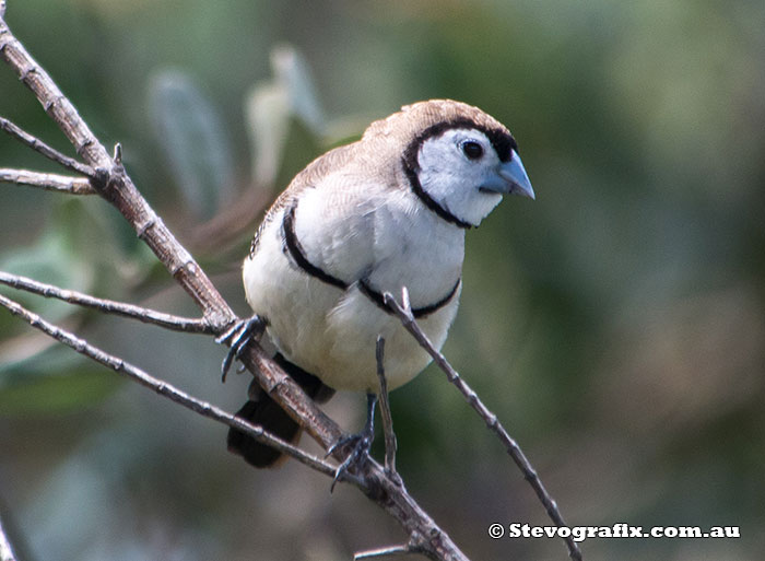 Double-barred Finch