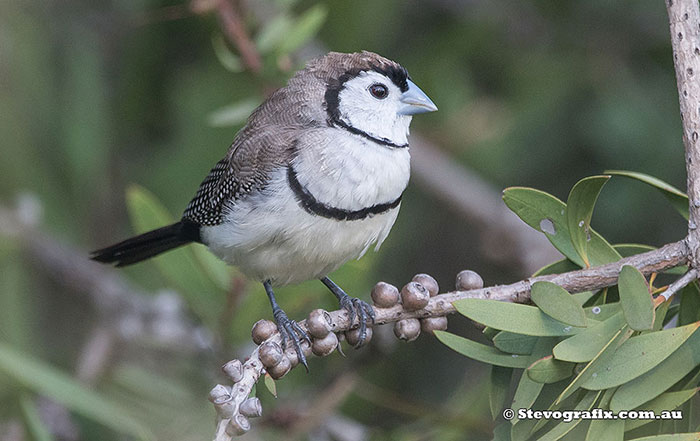 Double-barred Finch