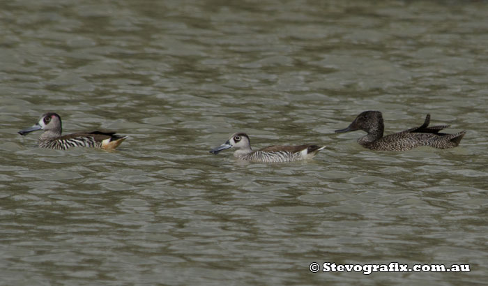 Pink-eared & Freckled Ducks