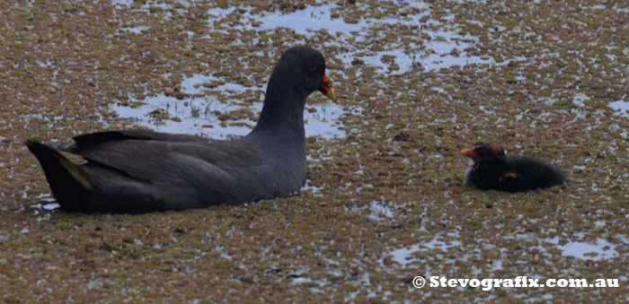 Dusky Moorhen & chick