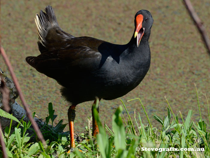 Dusky Moorhen