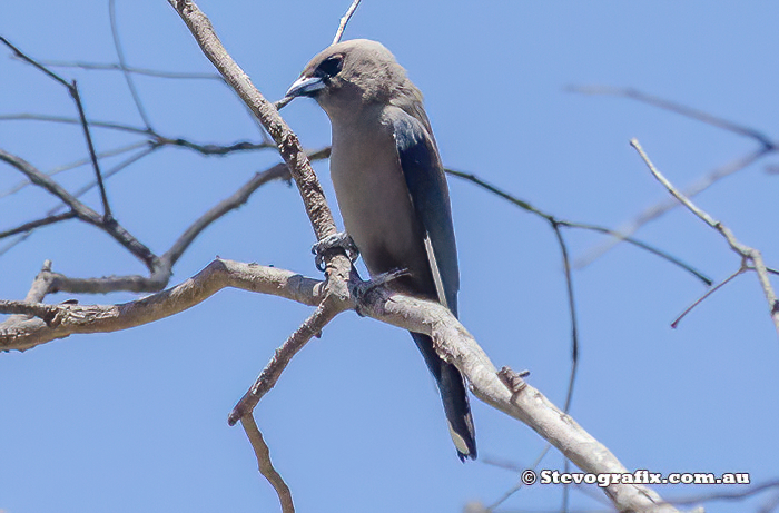 Dusky Swallow