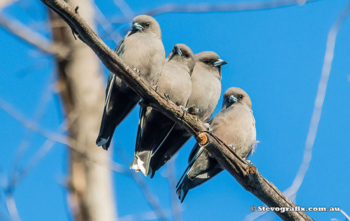 Dusky Woodswallows