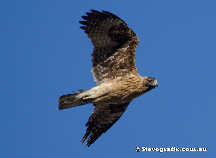 Little Eagle (Dark Morph)