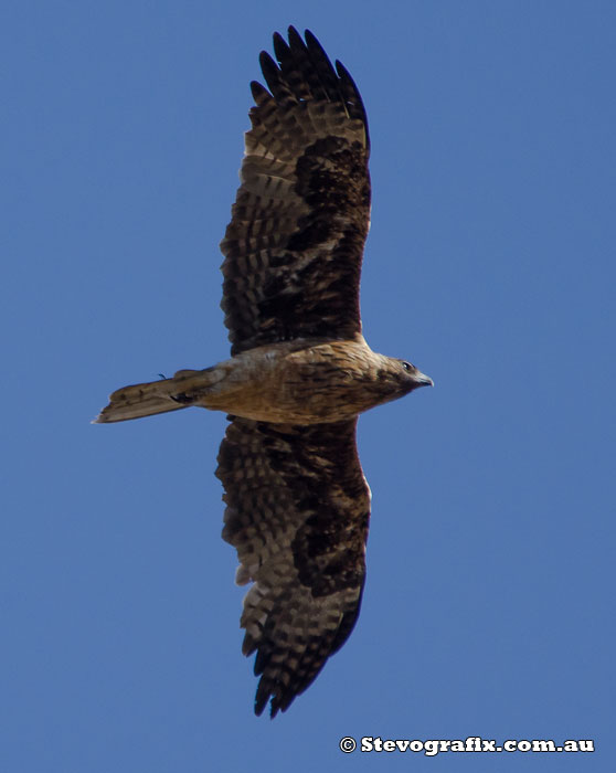 Little Eagle (Dark Morph)