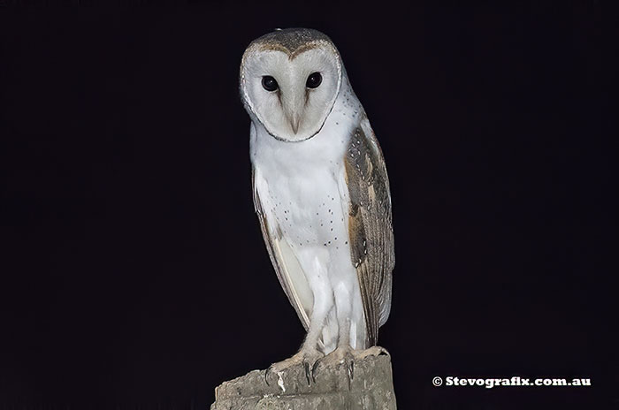 Eastern Barn Owl