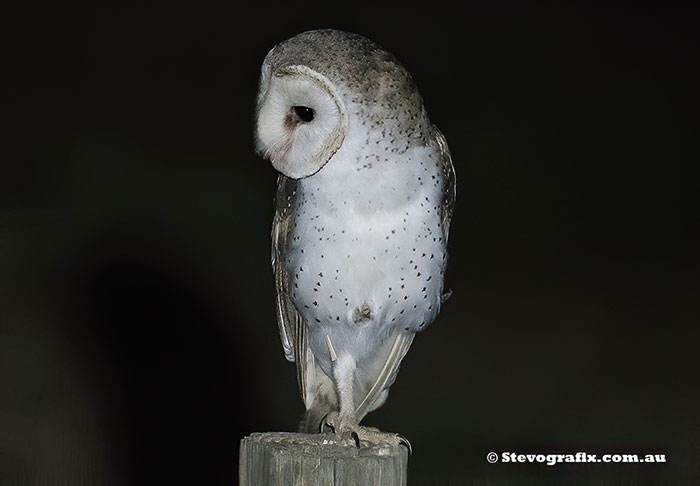 Eastern Barn Owl