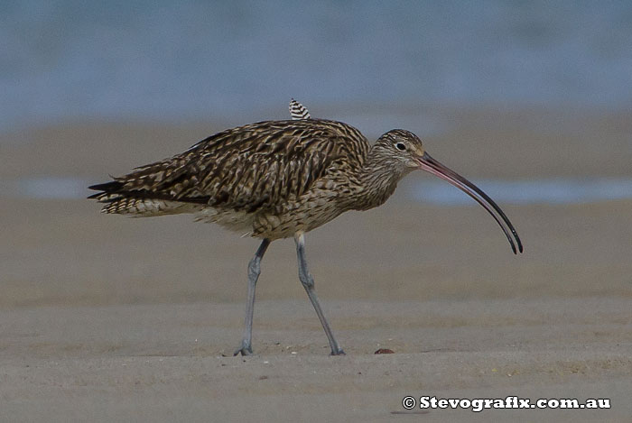 Eastern Curlew