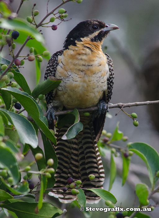 Eastern Koel female