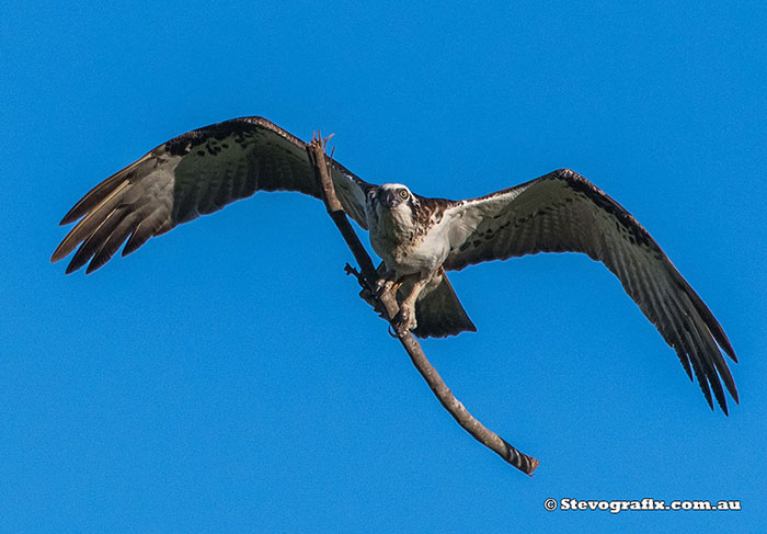 Eastern Osprey