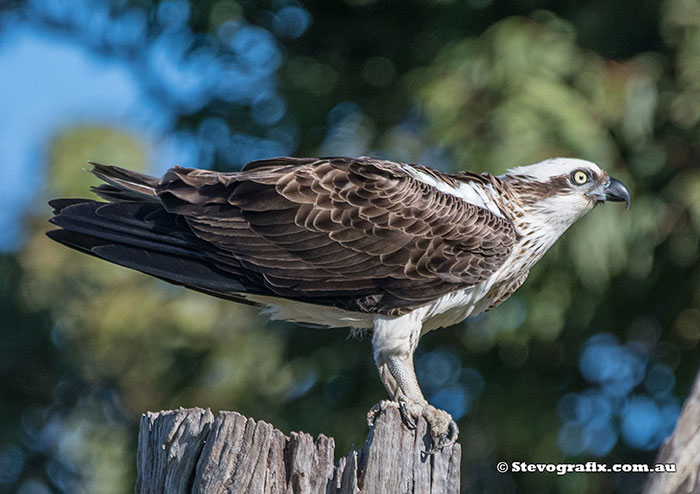 Eastern Osprey