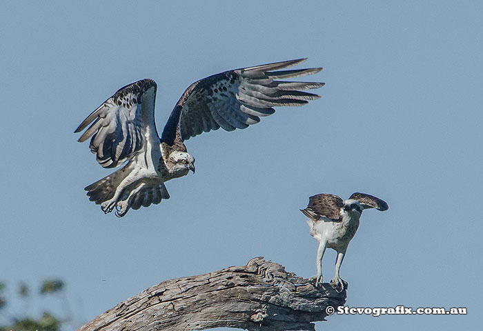 Eastern Osprey pair