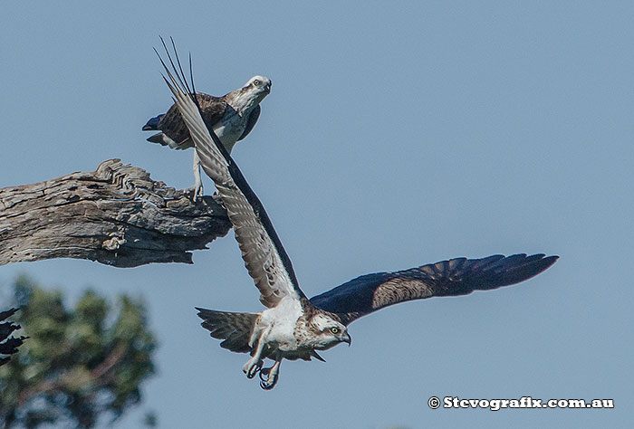 Eastern Osprey pair