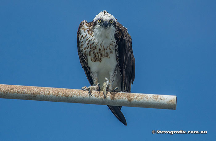 Eastern Osprey