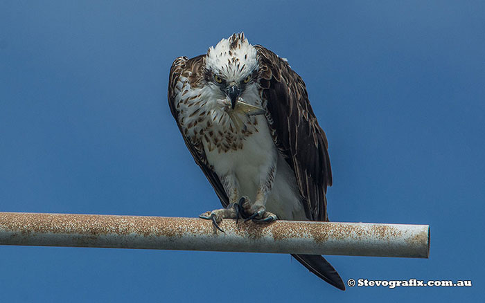 Eastern Osprey