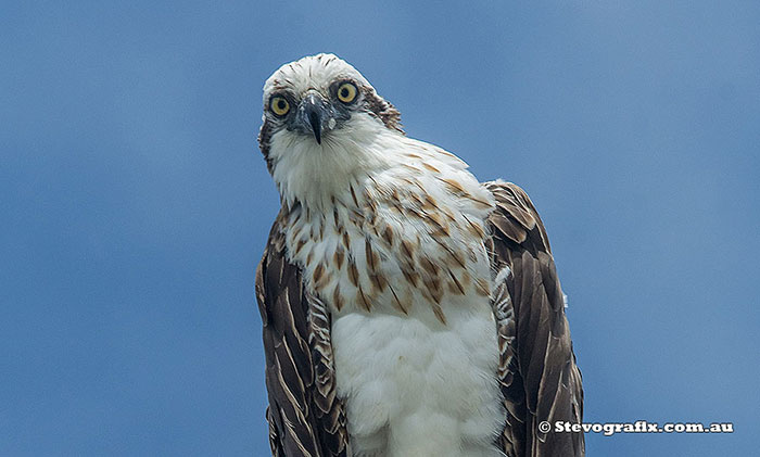 Eastern Osprey