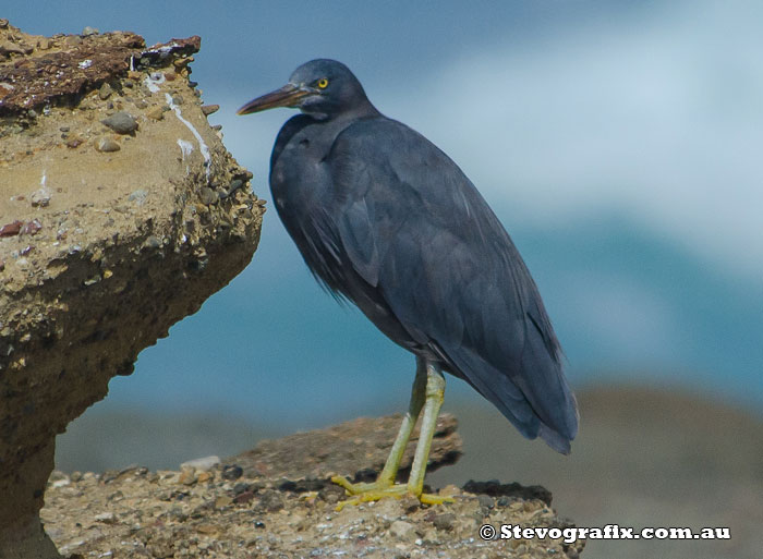 Eastern Reef Egret - Dark Morph