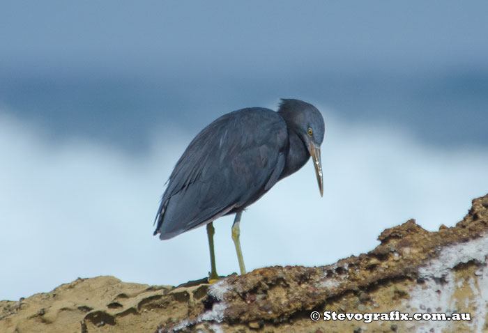 Eastern Reef Egret - Dark Morph