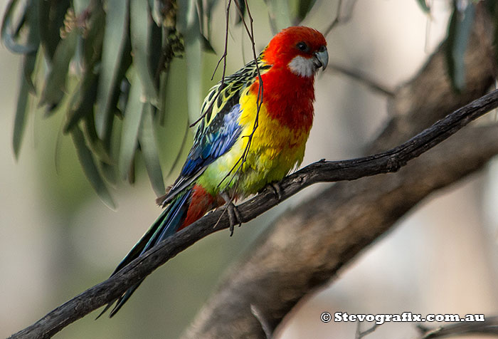 Eastern Rosella