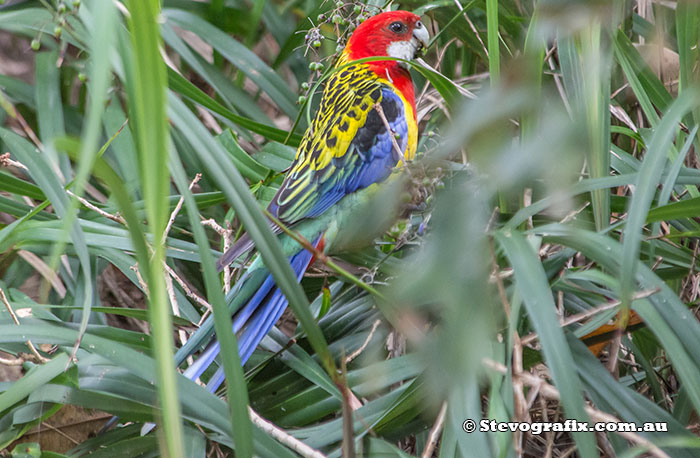 Eastern Rosella