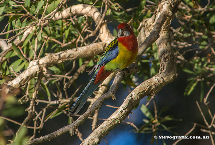 Eastern Rosella