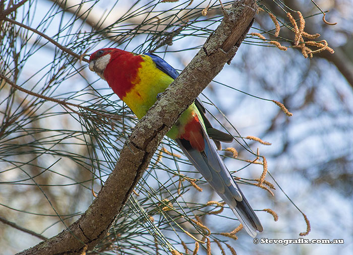 Eastern Rosella