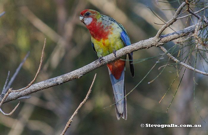 Young Eastern Rosella