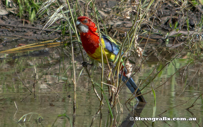 Eastern Rosella