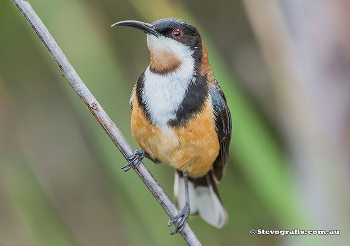 Eastern Spinebill