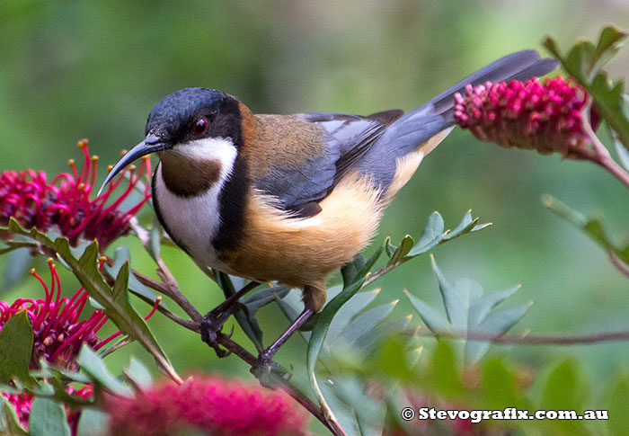 Eastern Spinebill