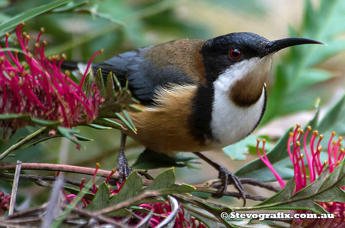 Eastern Spinebill