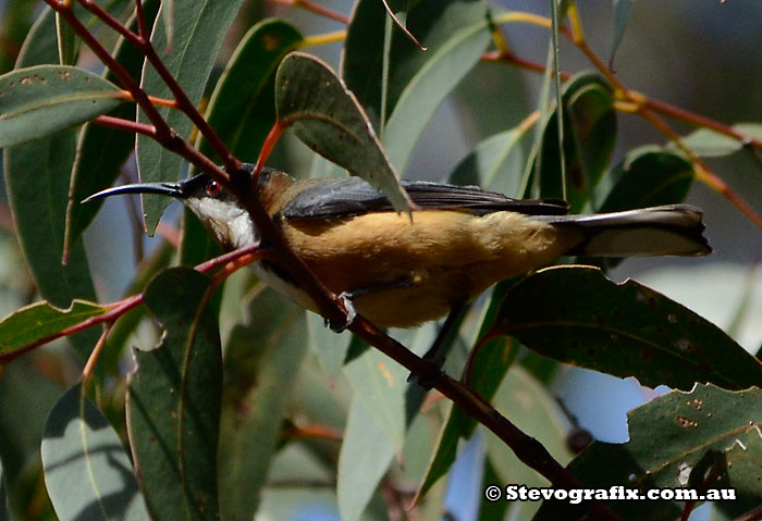 Eastern Spinebill