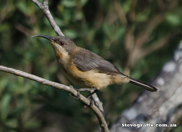 juvenile Eastern Spinebill