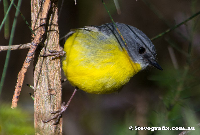 Eastern Yellow Robin