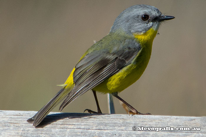 Eastern Yellow Robin