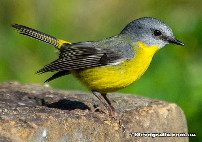 Eastern Yellow Robin