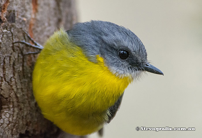 Eastern Yellow Robin