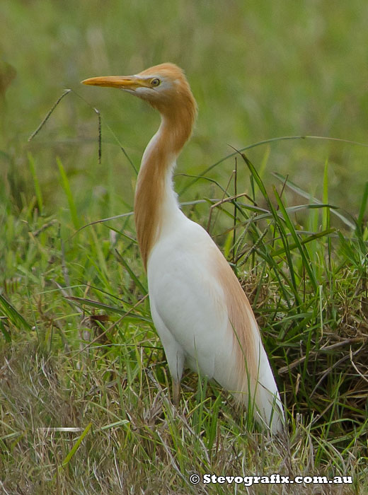 Cattle Egret in Breeding colours